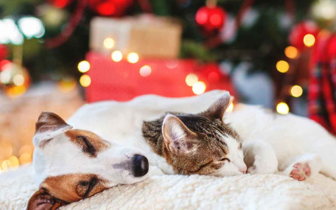 Holiday Pet Safety